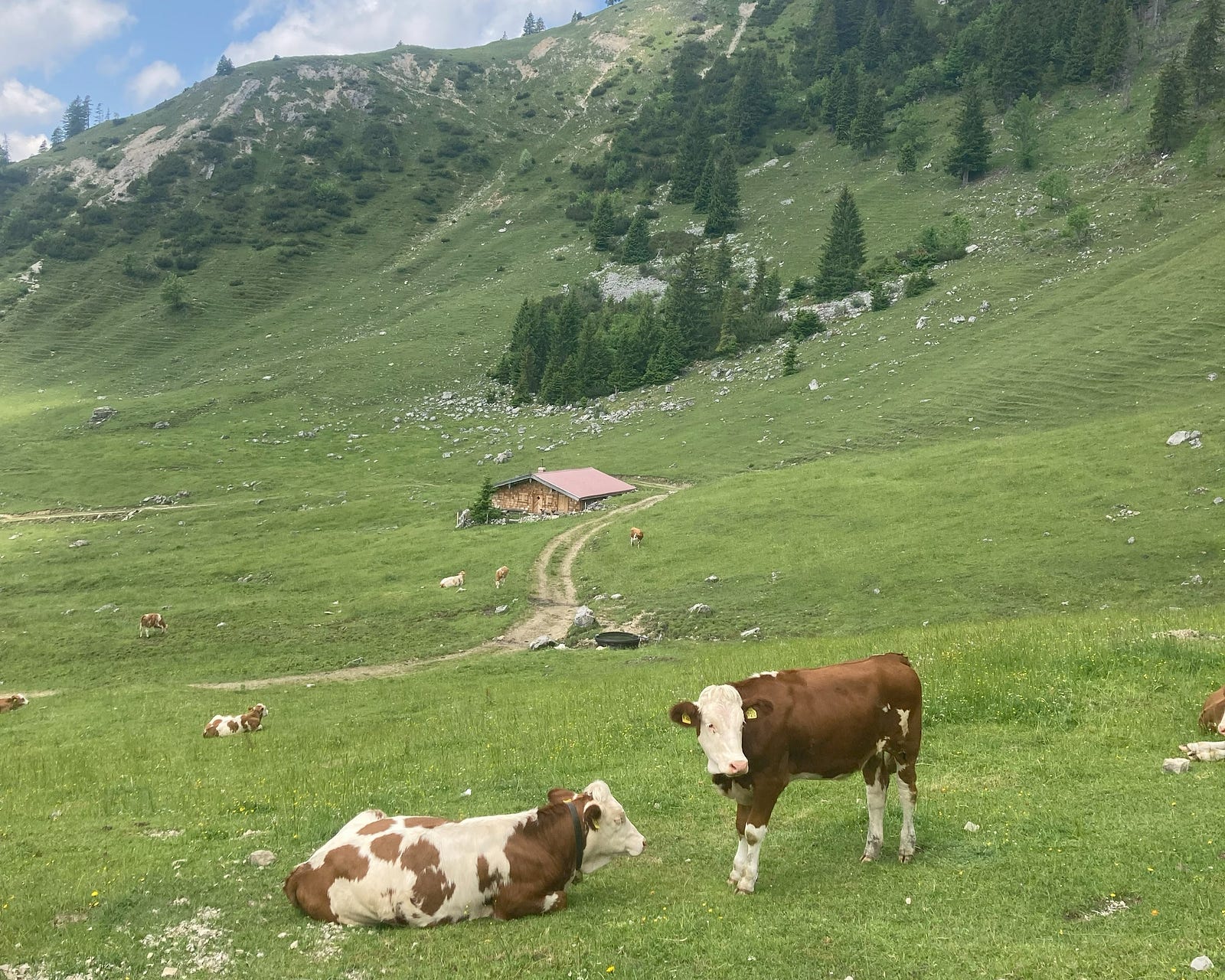 Cows with bells grazing in the alpine valley